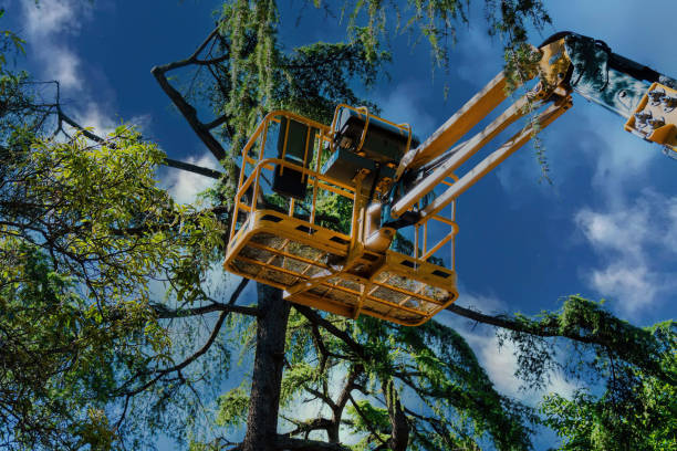 Trenton, GA Tree Services Company
